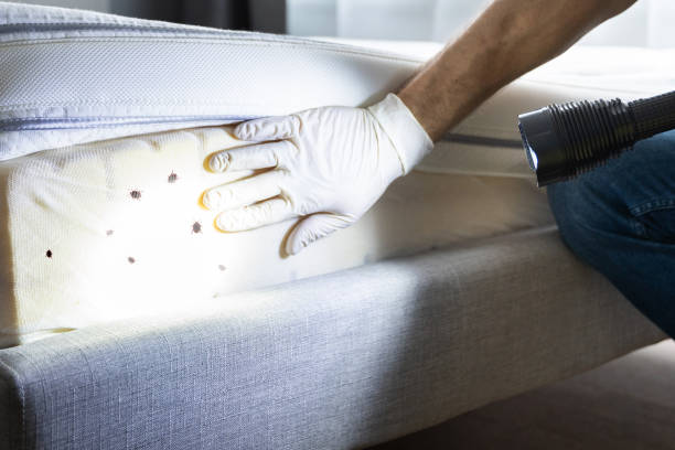 Best Cockroach Control Services  in Elkland, PA